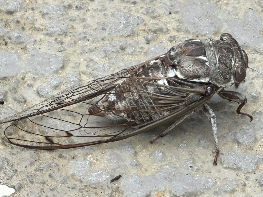 Cicada closeup