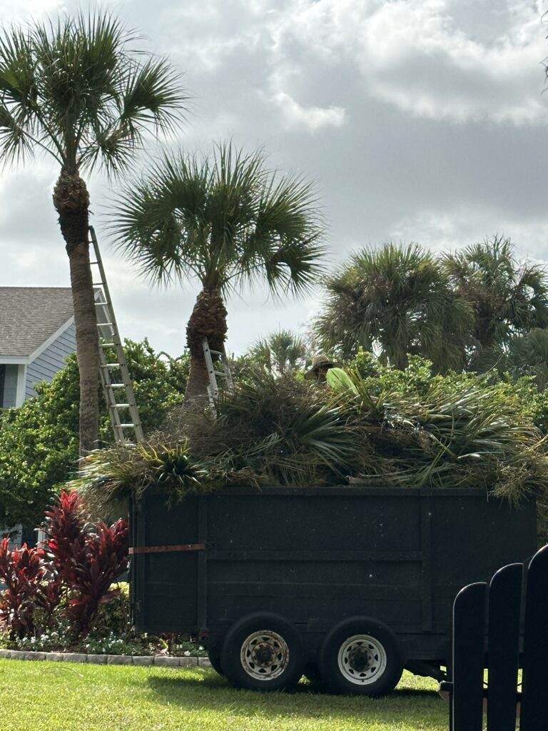 Palm tree trimming crew