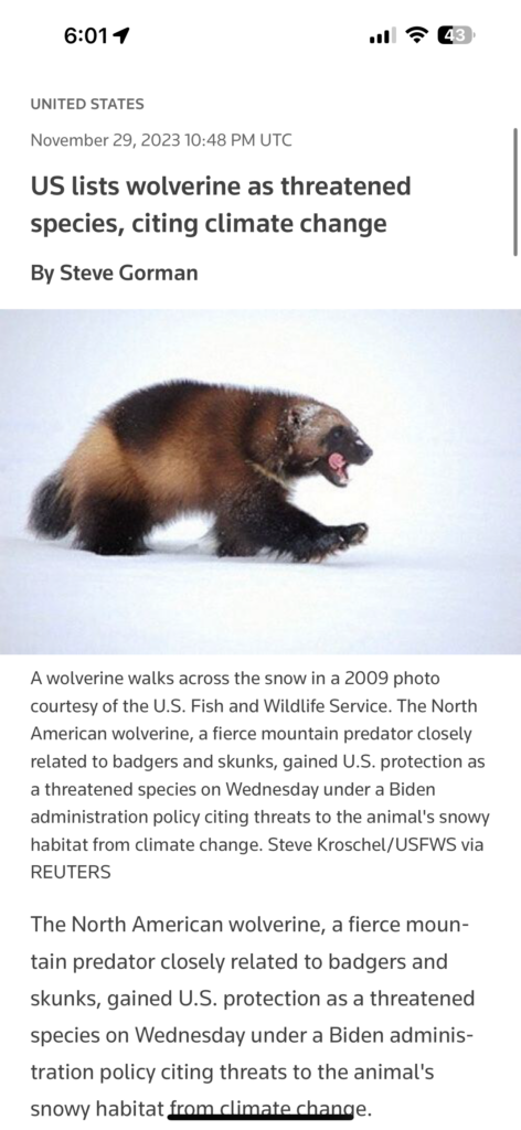 Article about wolverines