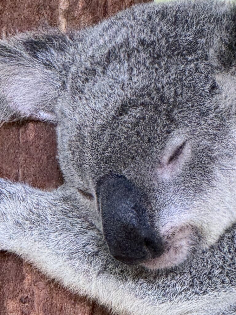 Koala