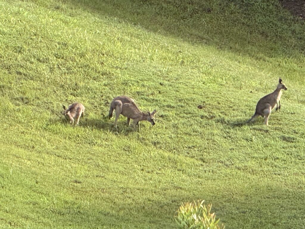 Three kangaroos