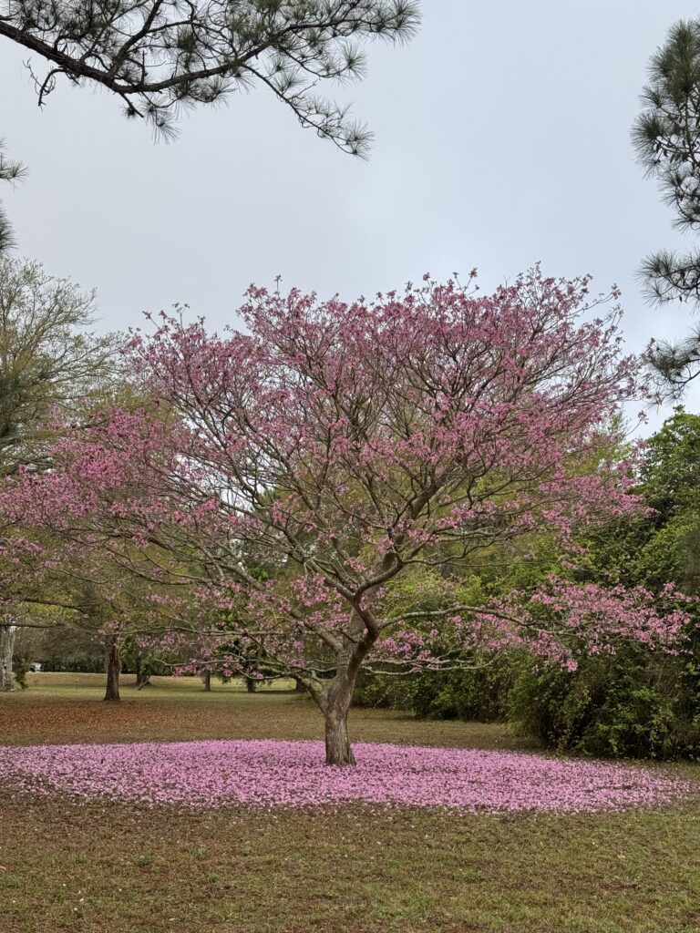 Tree with pink flowers