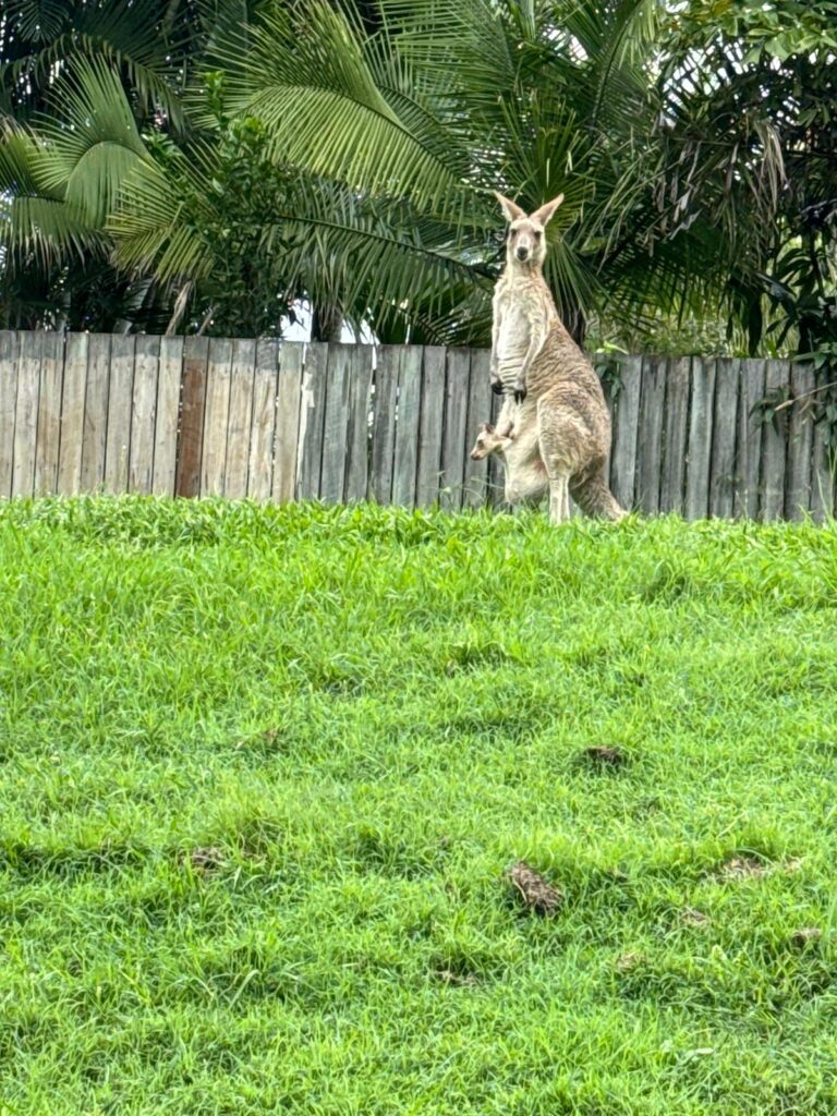 Kangaroo and Joey