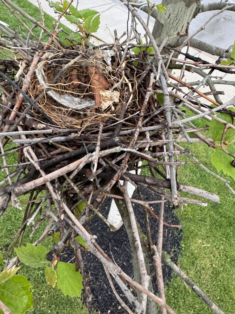 Bird nest 