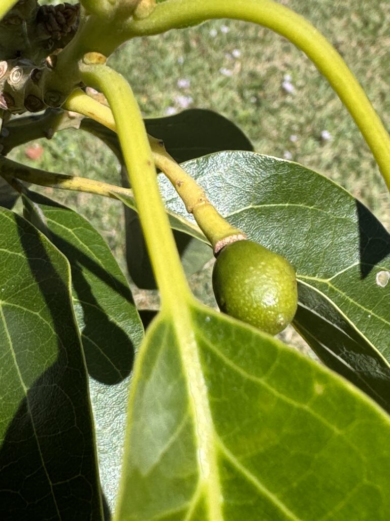 Small avocado bud