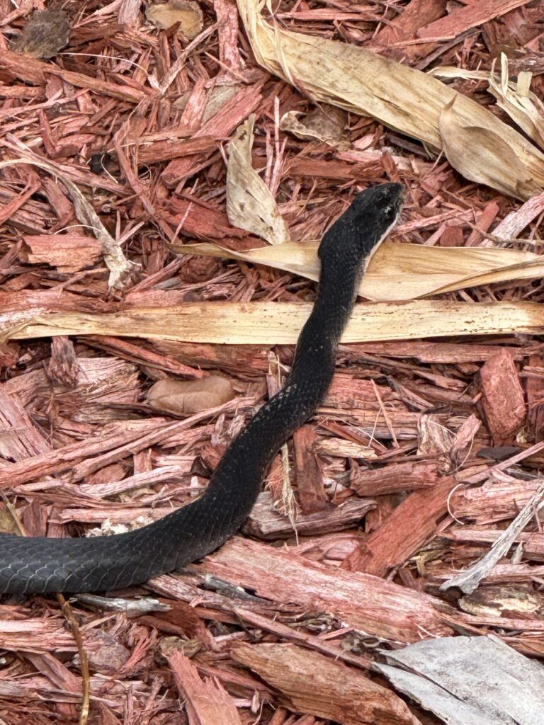 Florida Black Racer snake