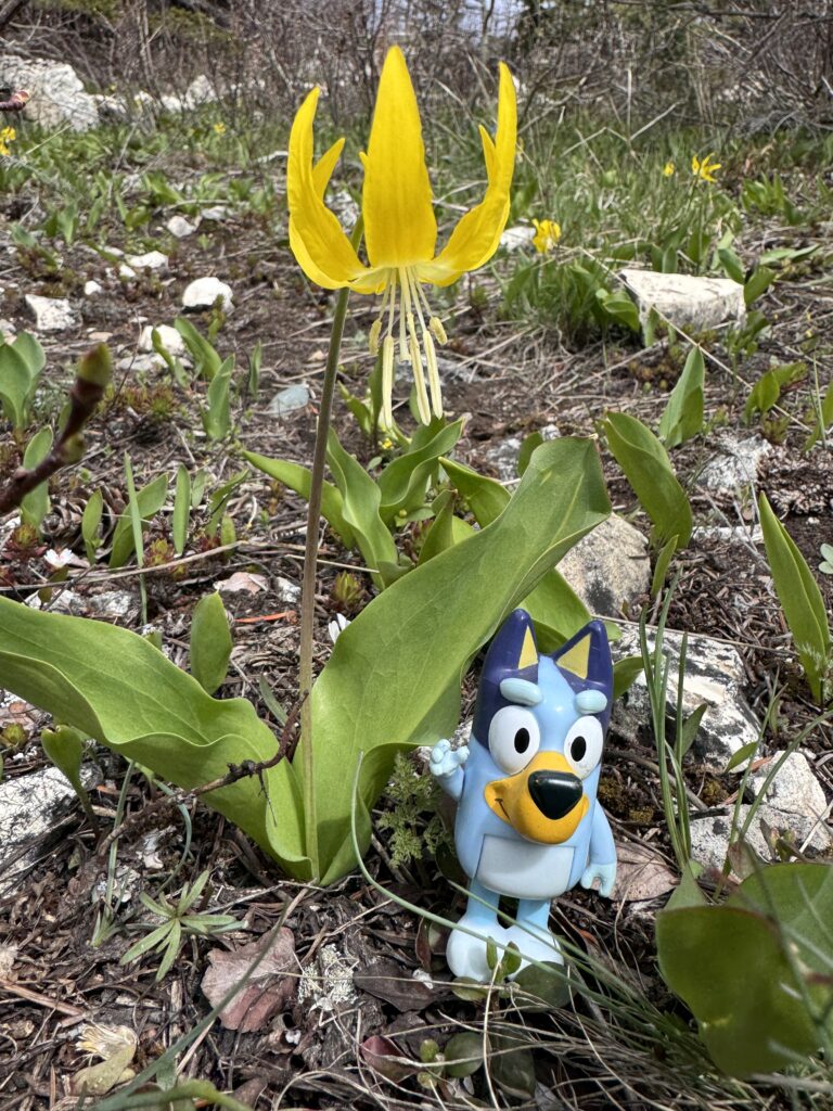 Glacier Lilly and Bluey toy