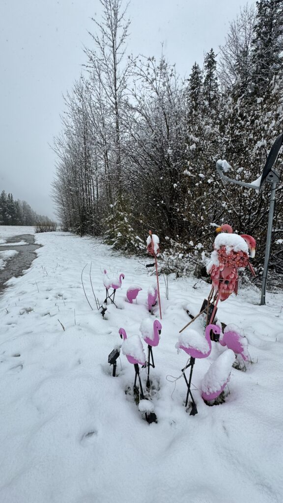 Snow covered plastic pink flamingos