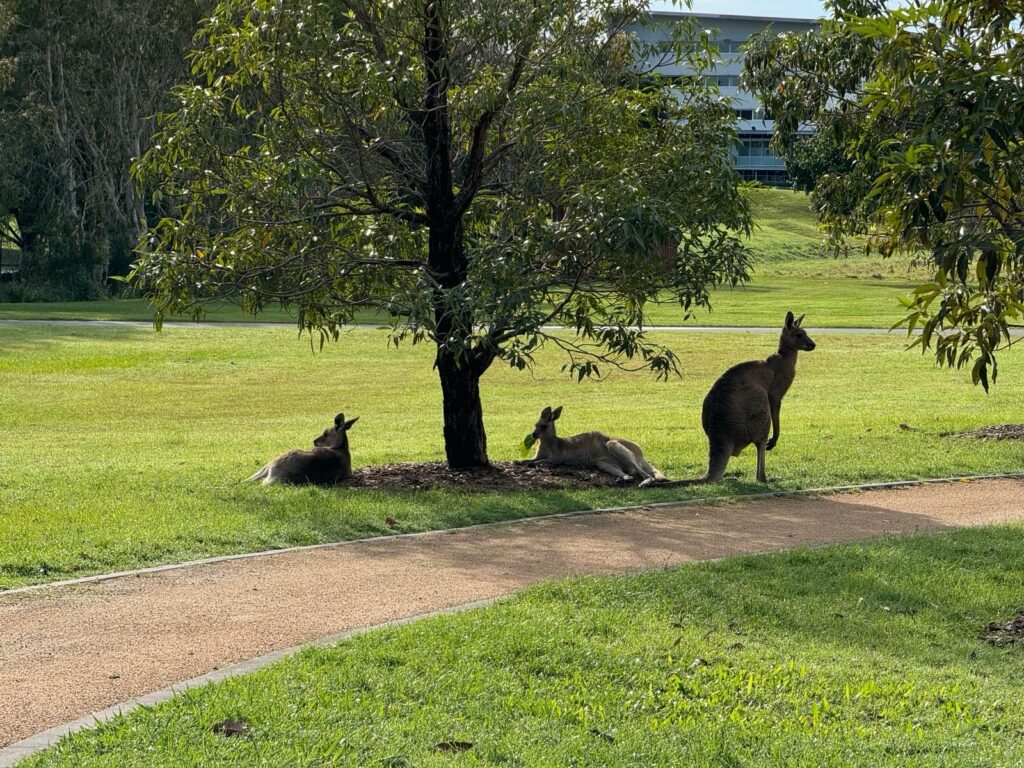 kangaroos