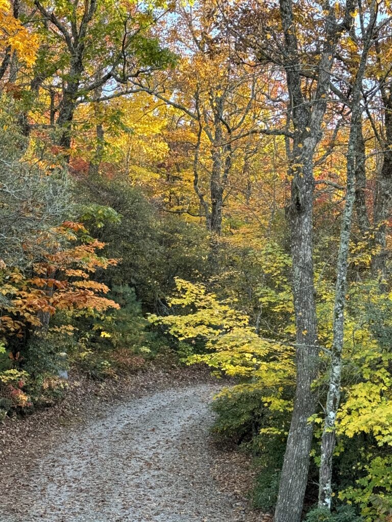Fall foliage on a dirt road