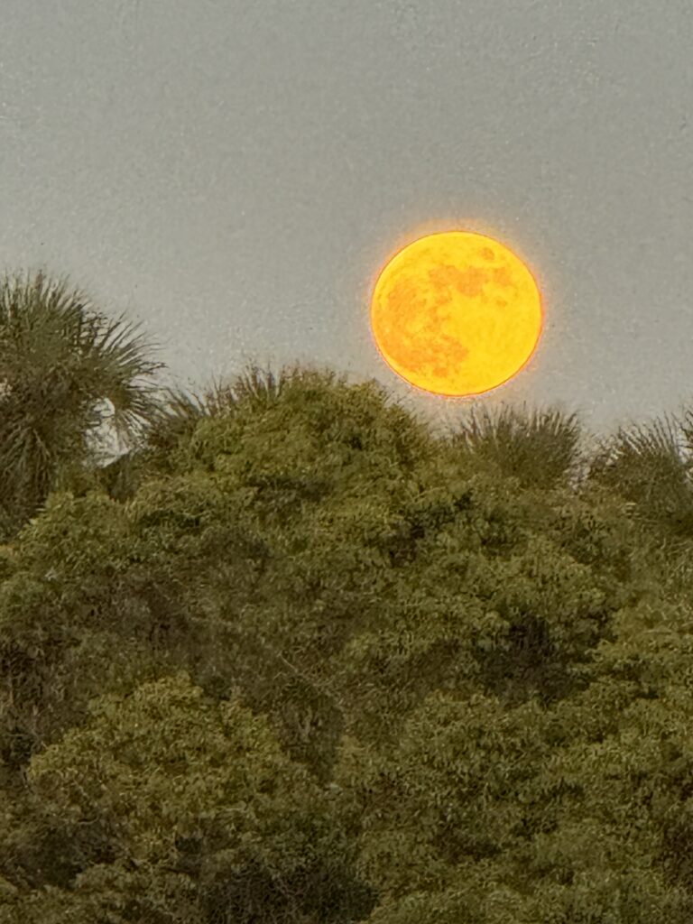 New moon photograph from my phone