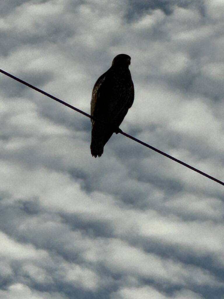 Hawk on a wire