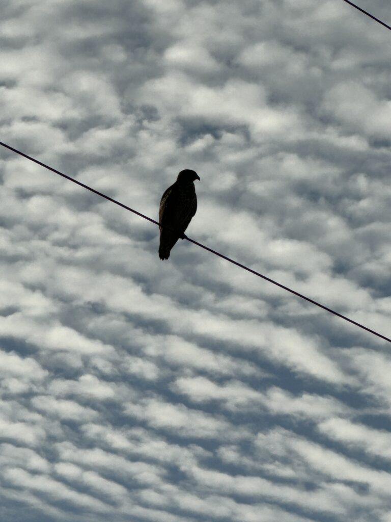 Hawk on a wire