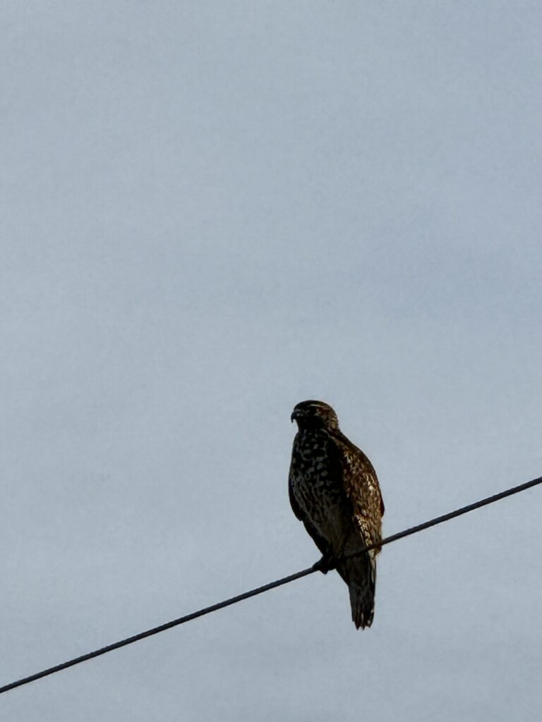 Hawk on a wire