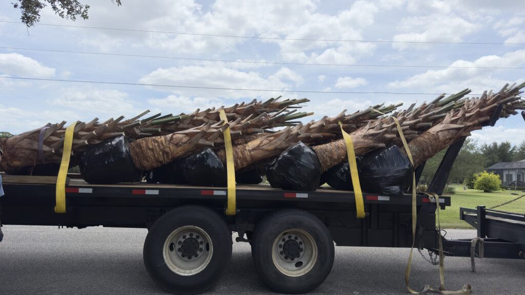 A truckload of palm trees