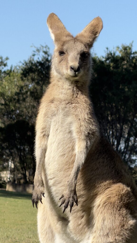 Kangaroo on college campus