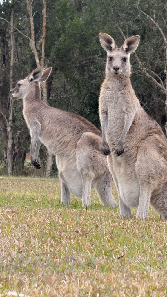 Two kangaroos 