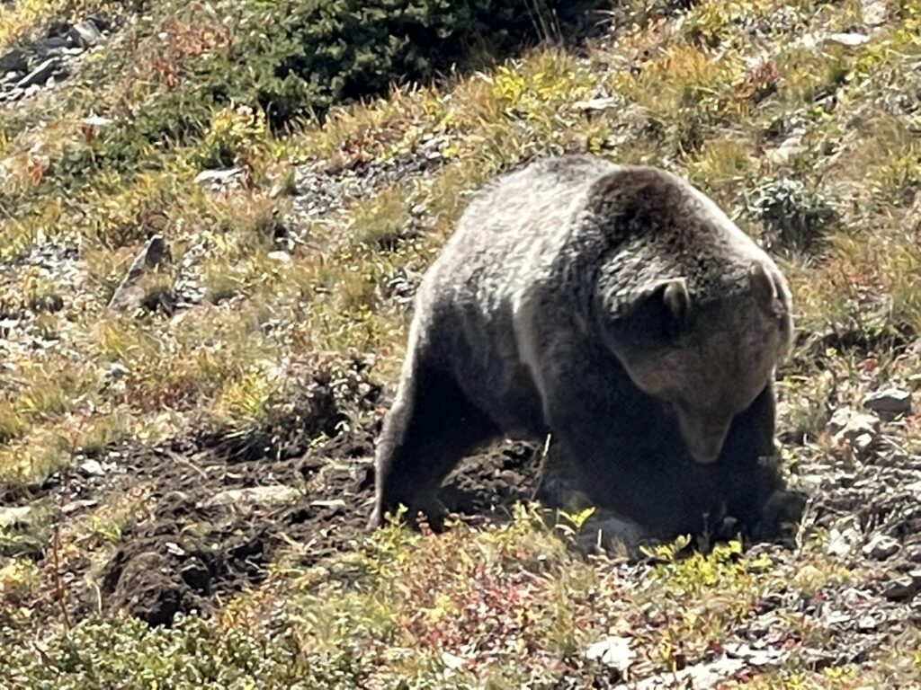 Grizzly Bear