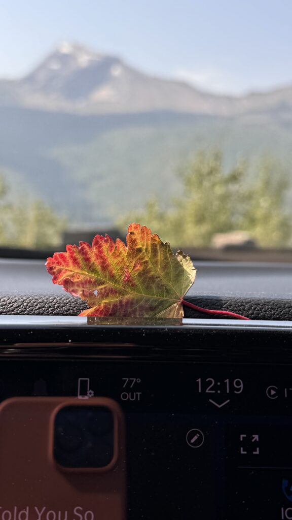 Fall leaf on car dashboard