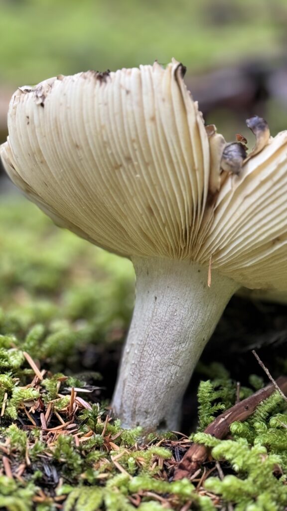wild mushroom closeup