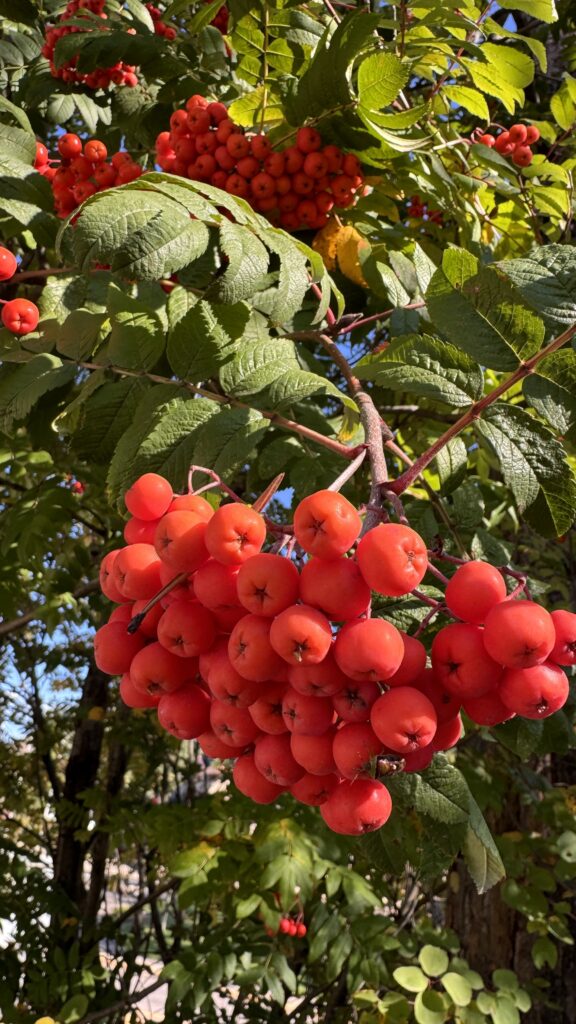 Tree with orange berries