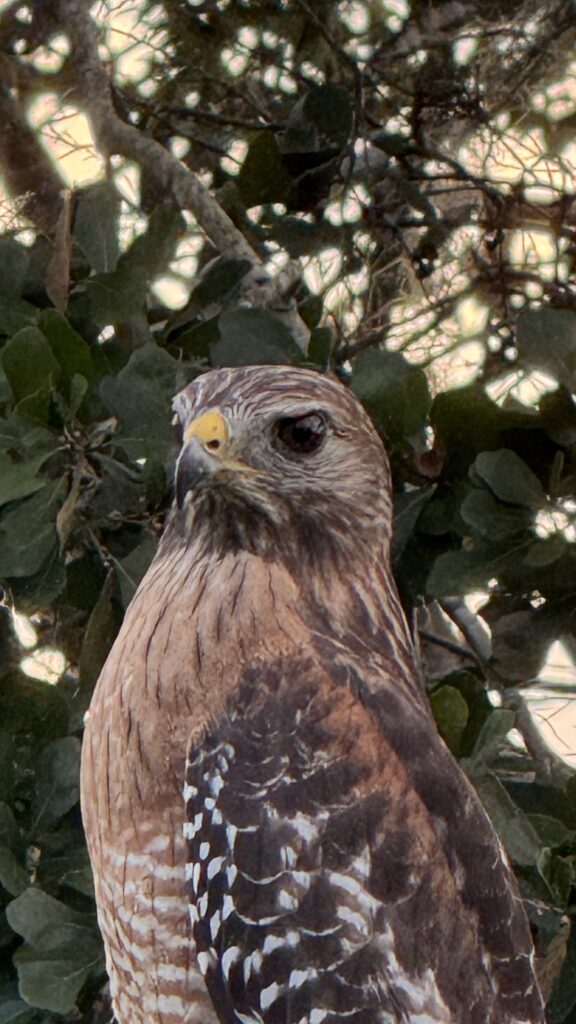 Hawk close-up