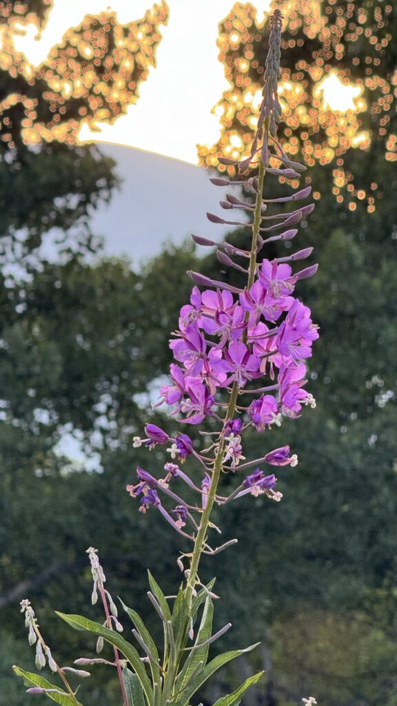 purple flower fireweed