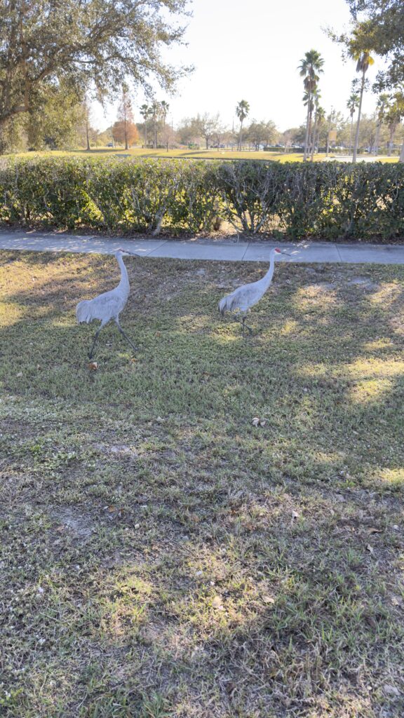 two sand hill cranes
