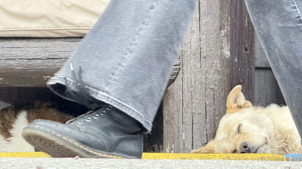 two dogs laying at hotel front porch