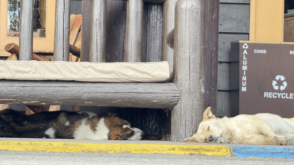 two dogs laying at hotel front porch