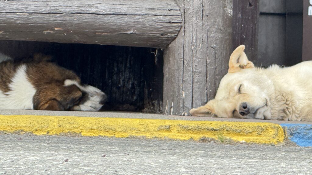 two dogs laying at hotel front porch