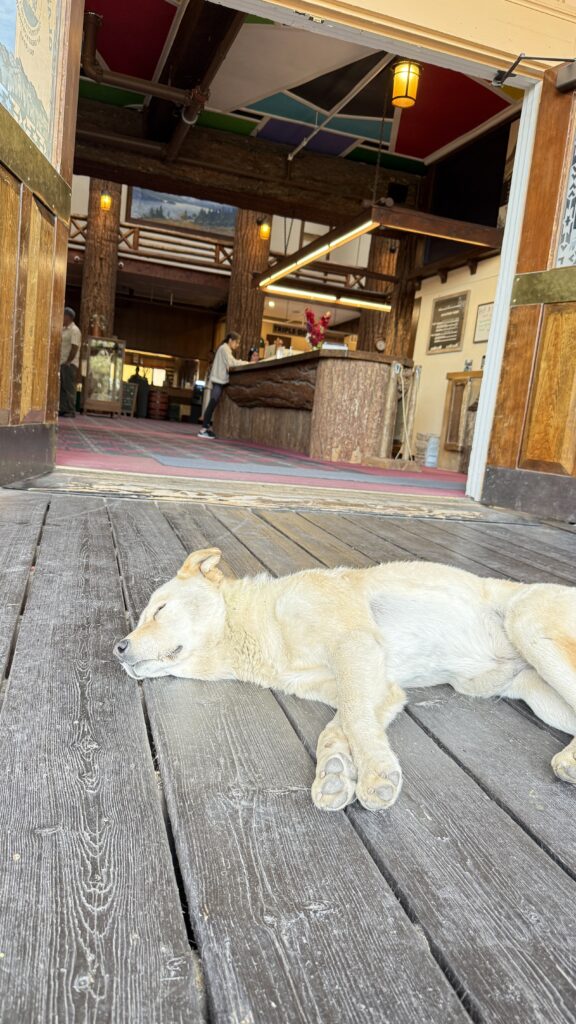 yellow dog laying at hotel entrance door