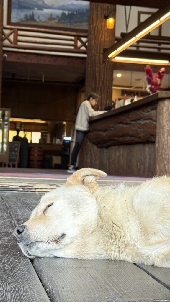 yellow dog laying at hotel entrance door