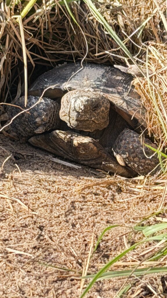 Gopher tortoise