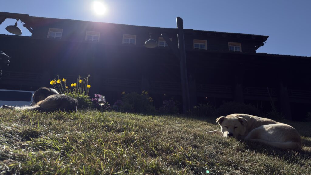 Rez dogs at Glacier Park Lodge