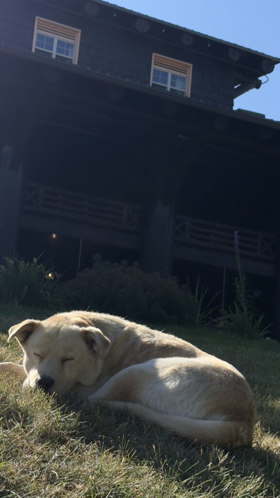 Rez dog at Glacier Park Lodge