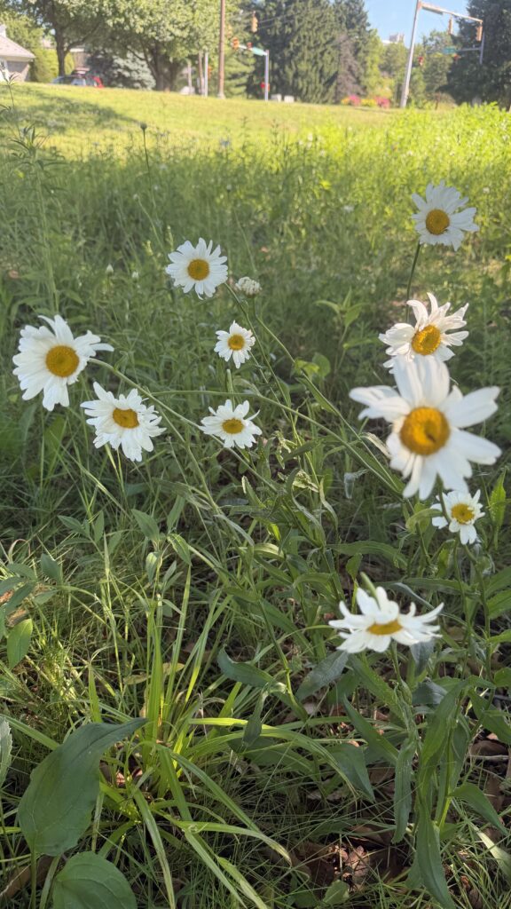 Daisies