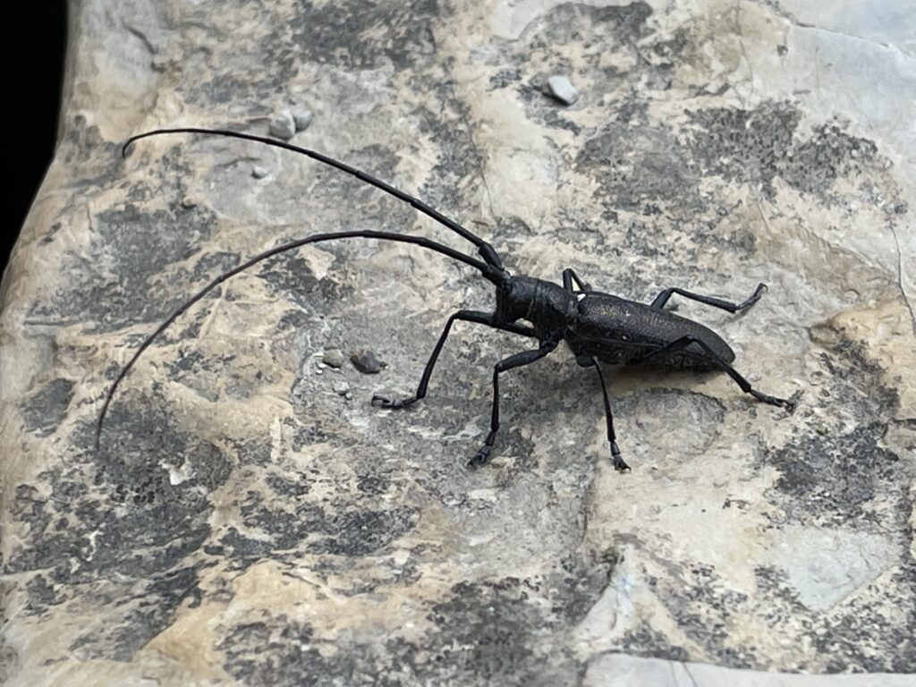 black bug with long antenna in Glacier National Park