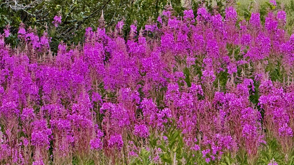 fireweed in full bloom in Glacier National Park